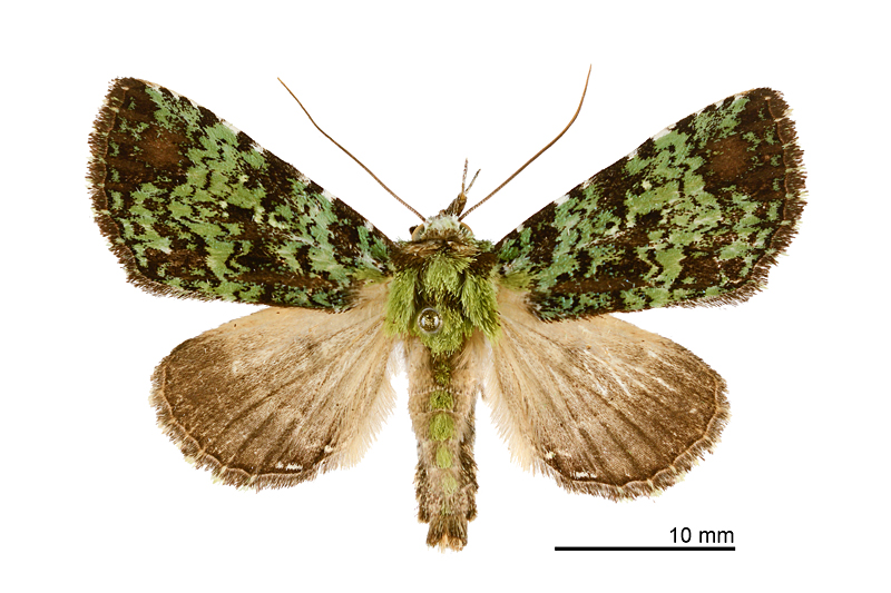 Viridistria viridipicta Female